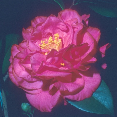 Charlotte Blount